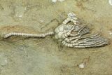 Two Crinoids With Starfish - Crawfordsville, Indiana (reduced price) #69535-3